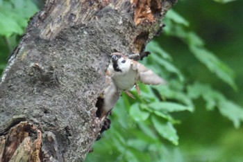 Eurasian Tree Sparrow 千秋公園 Fri, 7/24/2020