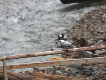 2020年7月24日(金) 早戸川林道の野鳥観察記録