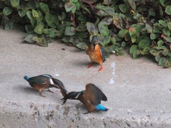 Common Kingfisher 引地川親水公園 Sun, 7/26/2020