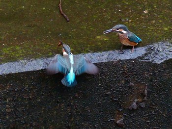 Common Kingfisher 引地川親水公園 Sun, 7/26/2020