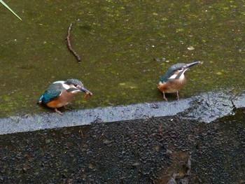 Common Kingfisher 引地川親水公園 Sun, 7/26/2020