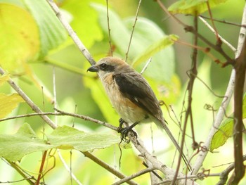 2020年7月26日(日) 野幌森林公園の野鳥観察記録