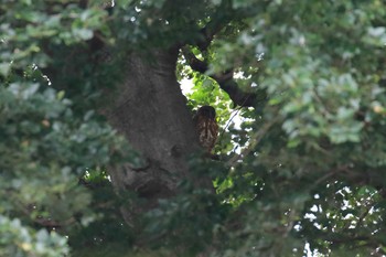 2020年7月26日(日) 烏原の野鳥観察記録