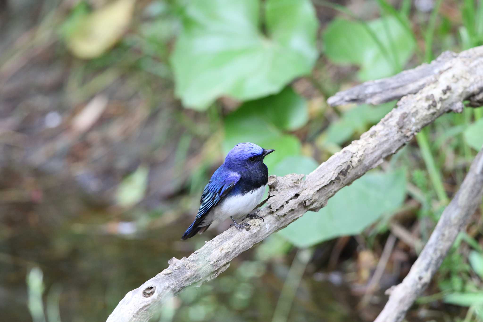 Photo of Blue-and-white Flycatcher at Hegura Island