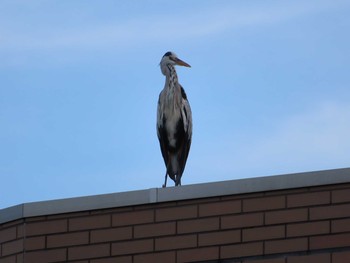 2020年7月26日(日) 野川の野鳥観察記録