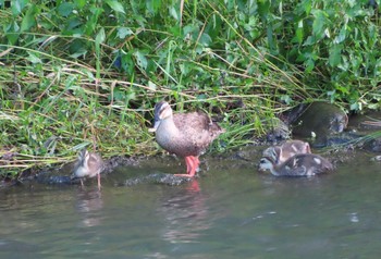 Eastern Spot-billed Duck Nogawa Sun, 7/26/2020