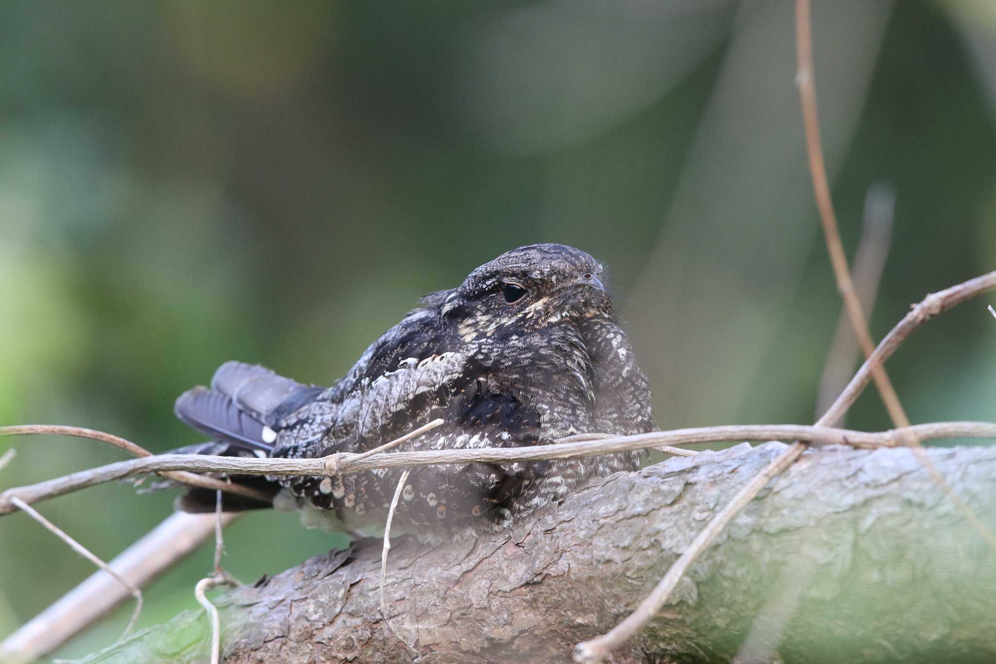 Photo of Grey Nightjar at Hegura Island