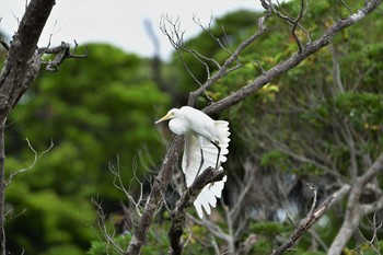 未同定 金武ダム 2020年7月26日(日)