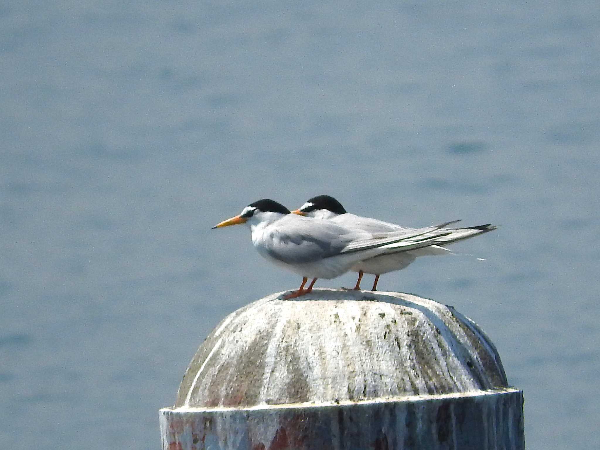 Photo of Little Tern at 愛知県