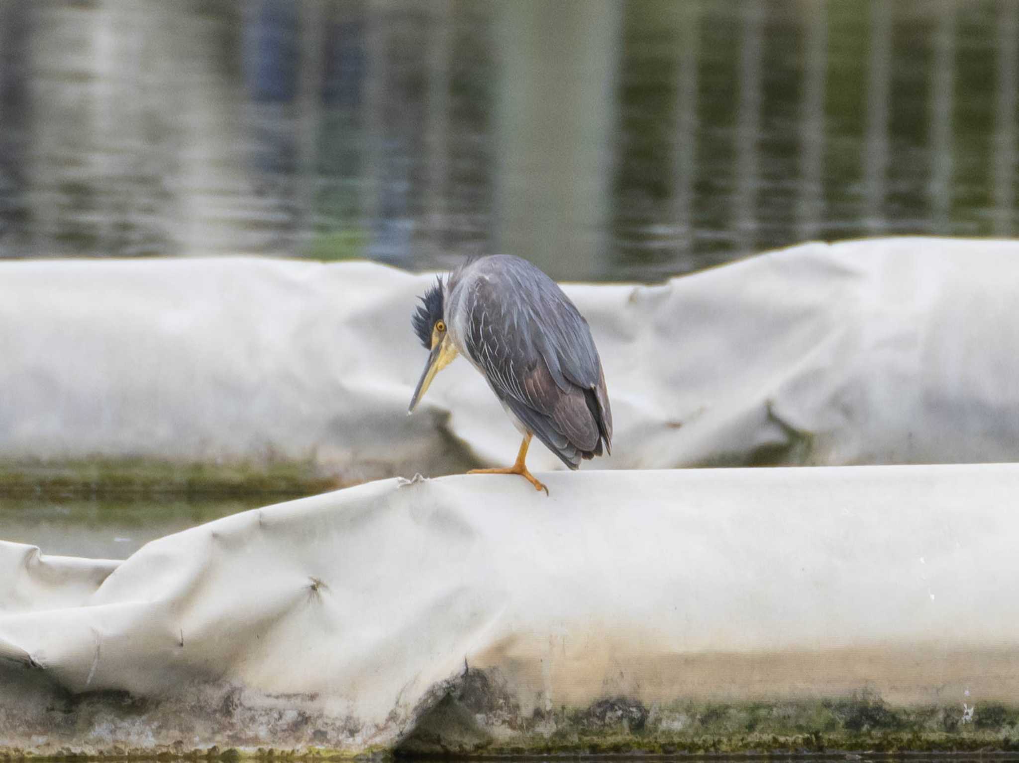 Striated Heron