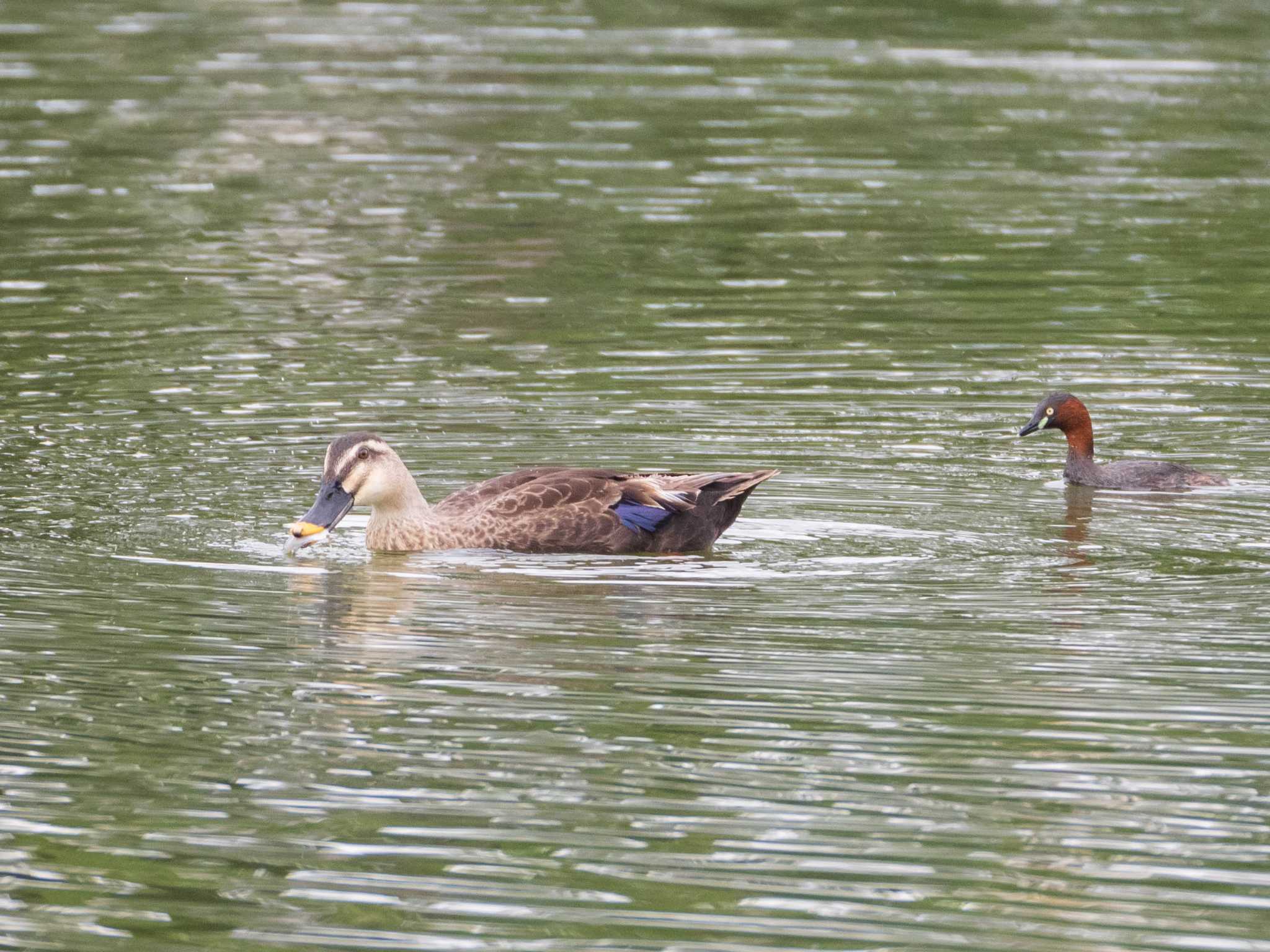 Little Grebe