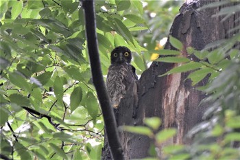 アオバズク 堀兼神社 2020年7月25日(土)