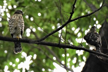 Japanese Sparrowhawk 埼玉県廣瀬神社 Sun, 7/26/2020