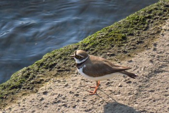 Little Ringed Plover 柏尾川 Sat, 5/21/2016