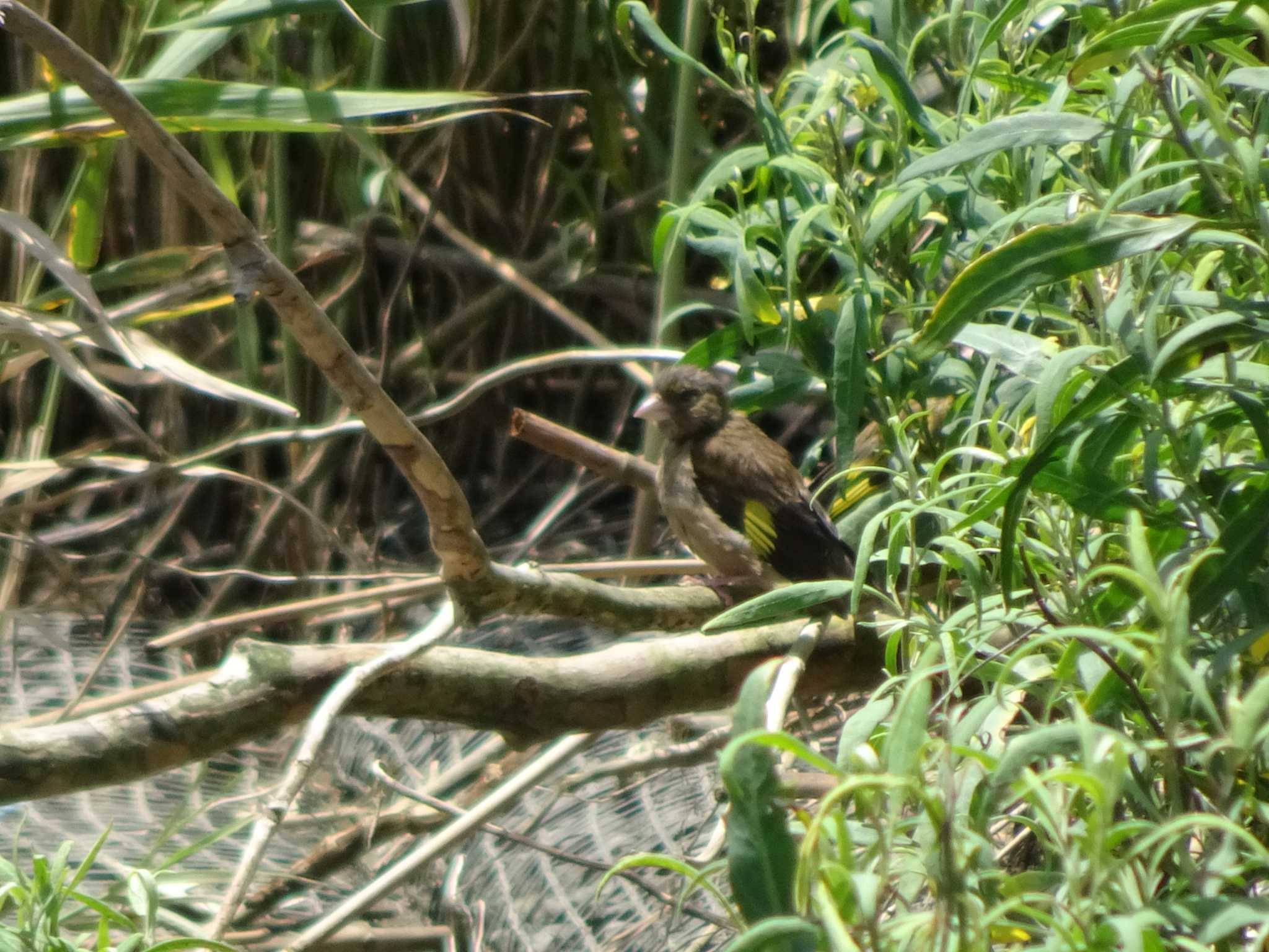 カワラヒワ