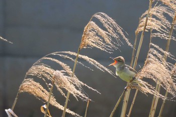 Oriental Reed Warbler 金井遊水地(金井遊水池) Sat, 5/21/2016