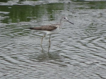 2020年7月26日(日) 六郷橋緑地の野鳥観察記録