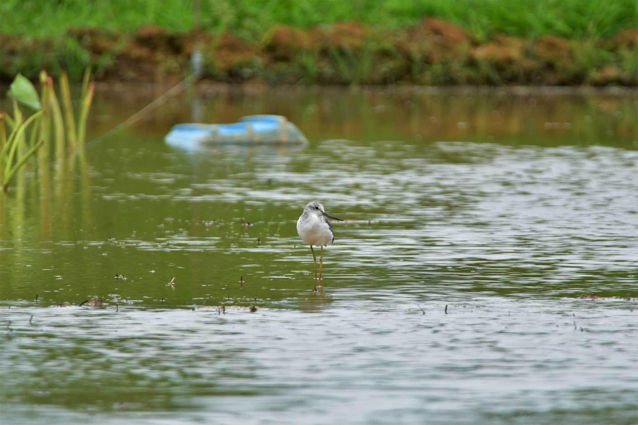 Photo of Terek Sandpiper at 金武町田いも畑(沖縄県) by ashiro0817