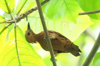 Rufous Woodpecker Lorong Halus Wetland Sun, 7/26/2020