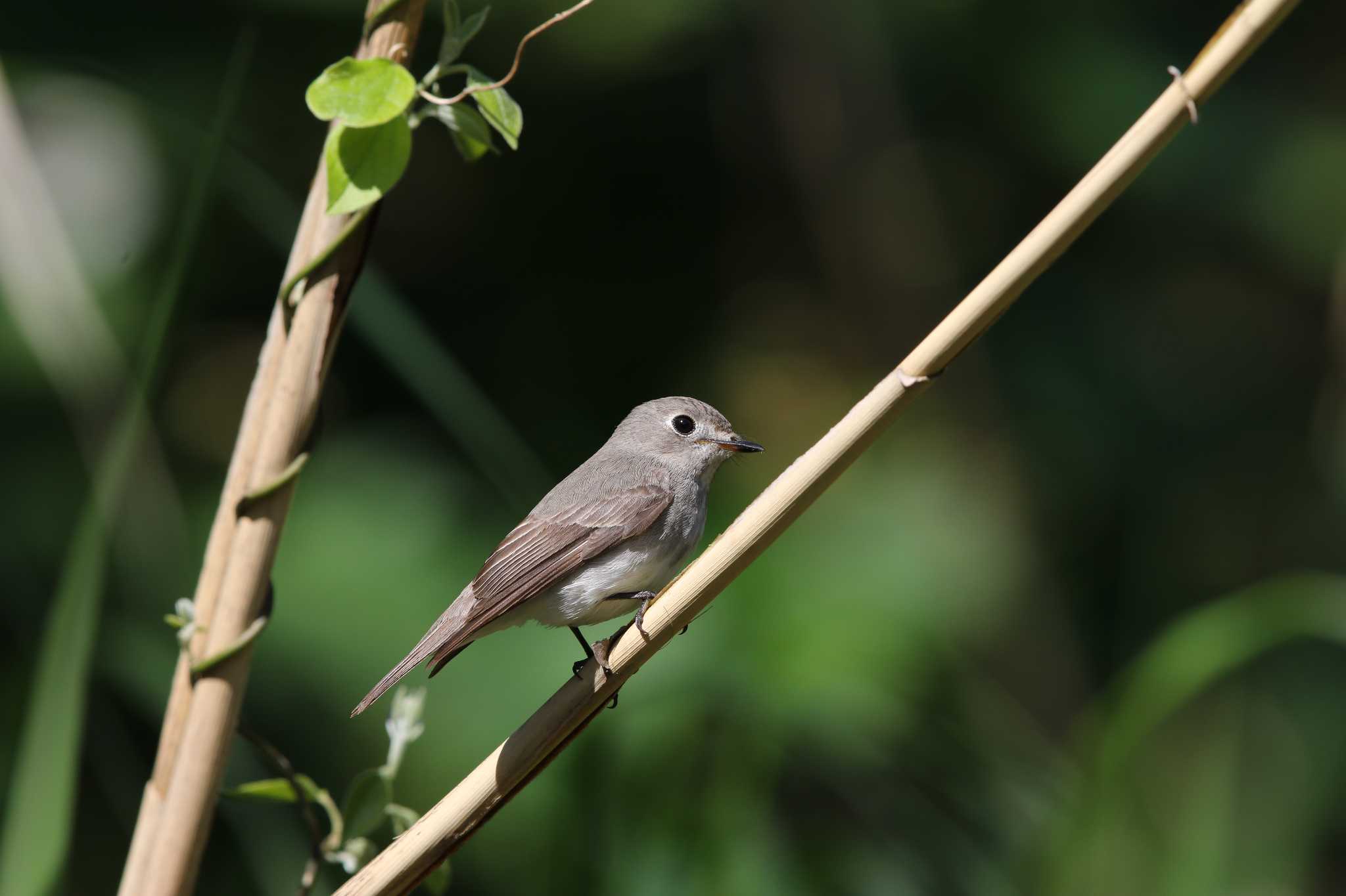 Photo of Asian Brown Flycatcher at Hegura Island