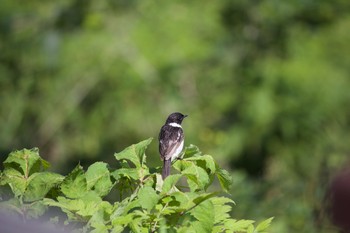 Amur Stonechat Kirigamine Highland Mon, 7/20/2020