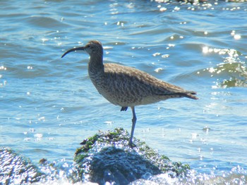 チュウシャクシギ 場所が不明 2016年5月18日(水)