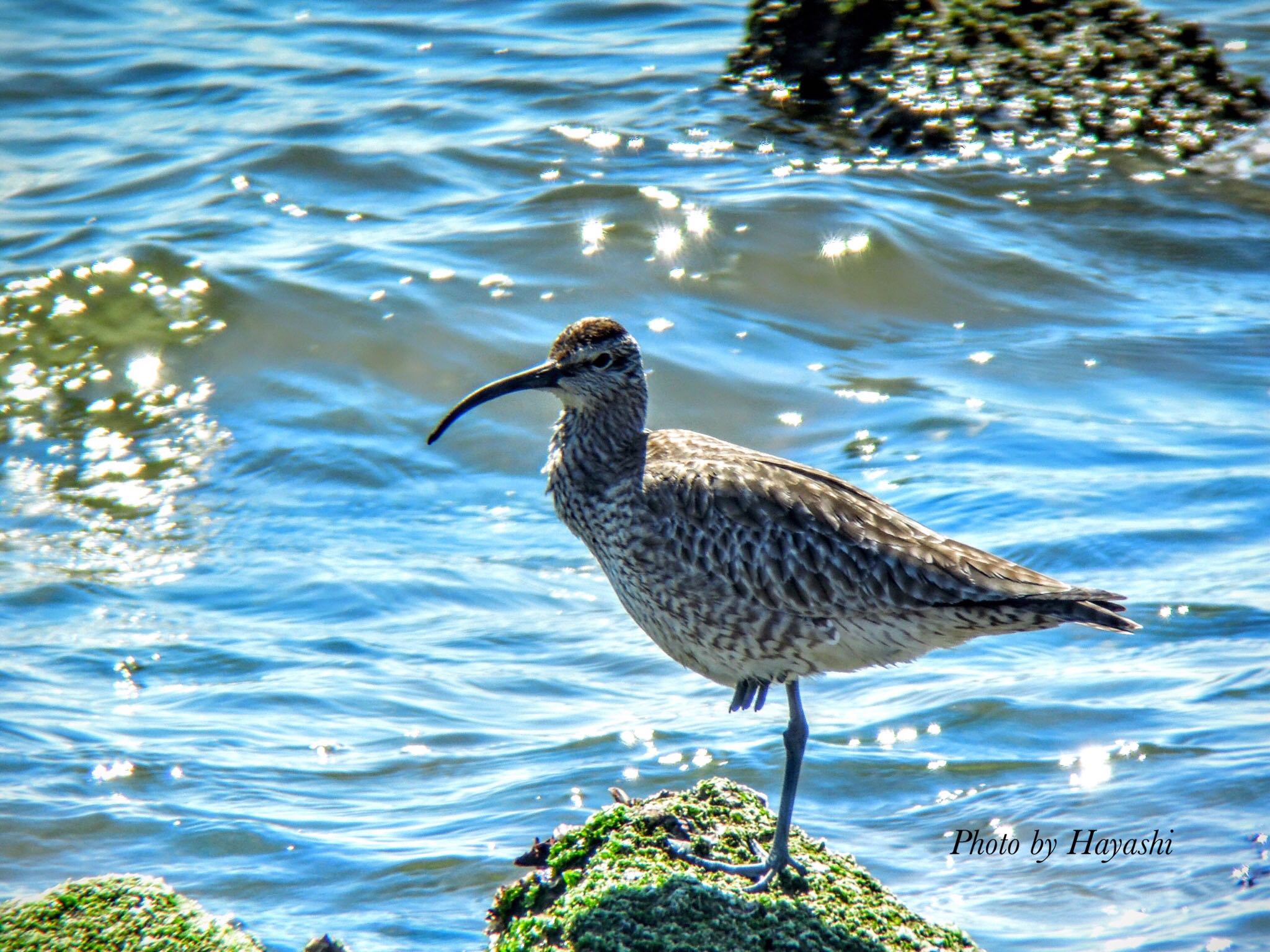 Photo of Eurasian Whimbrel at 