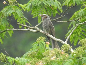 2020年7月11日(土) 四万川の野鳥観察記録