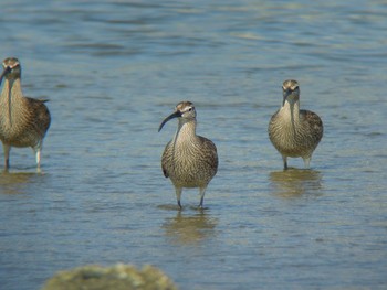 Eurasian Whimbrel Unknown Spots Fri, 5/20/2016