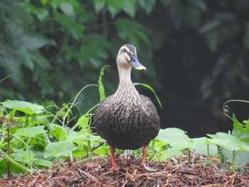 カルガモ 見沼自然公園 2020年7月25日(土)