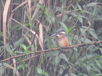 2020年7月25日(土) 見沼自然公園の野鳥観察記録