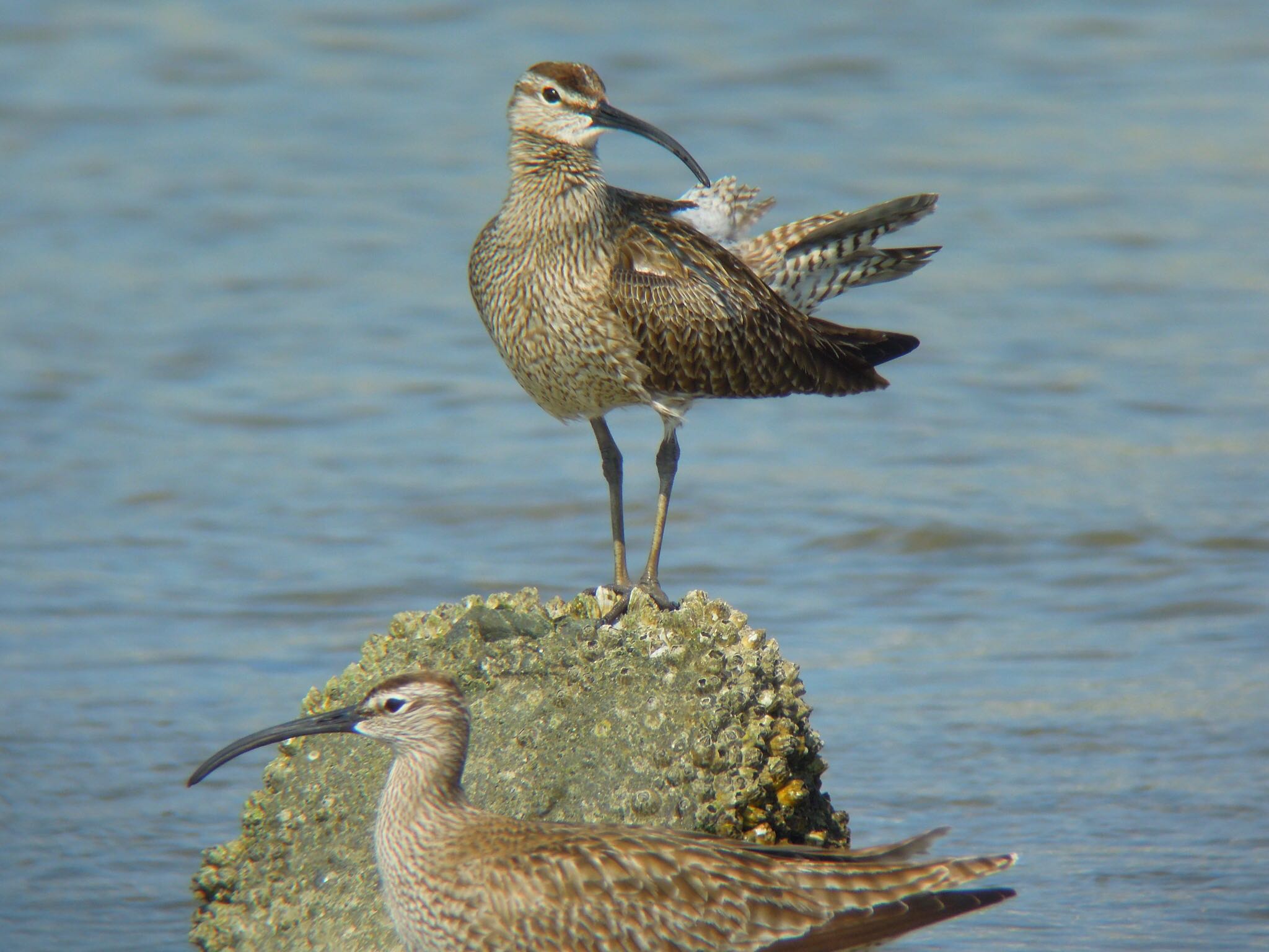 Photo of Eurasian Whimbrel at  by Hiroshi Hayashi