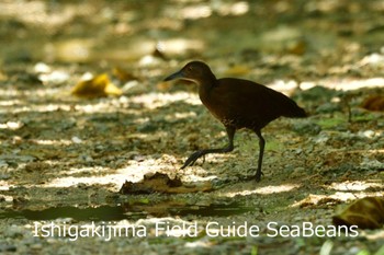 Slaty-legged Crake Ishigaki Island Mon, 7/27/2020