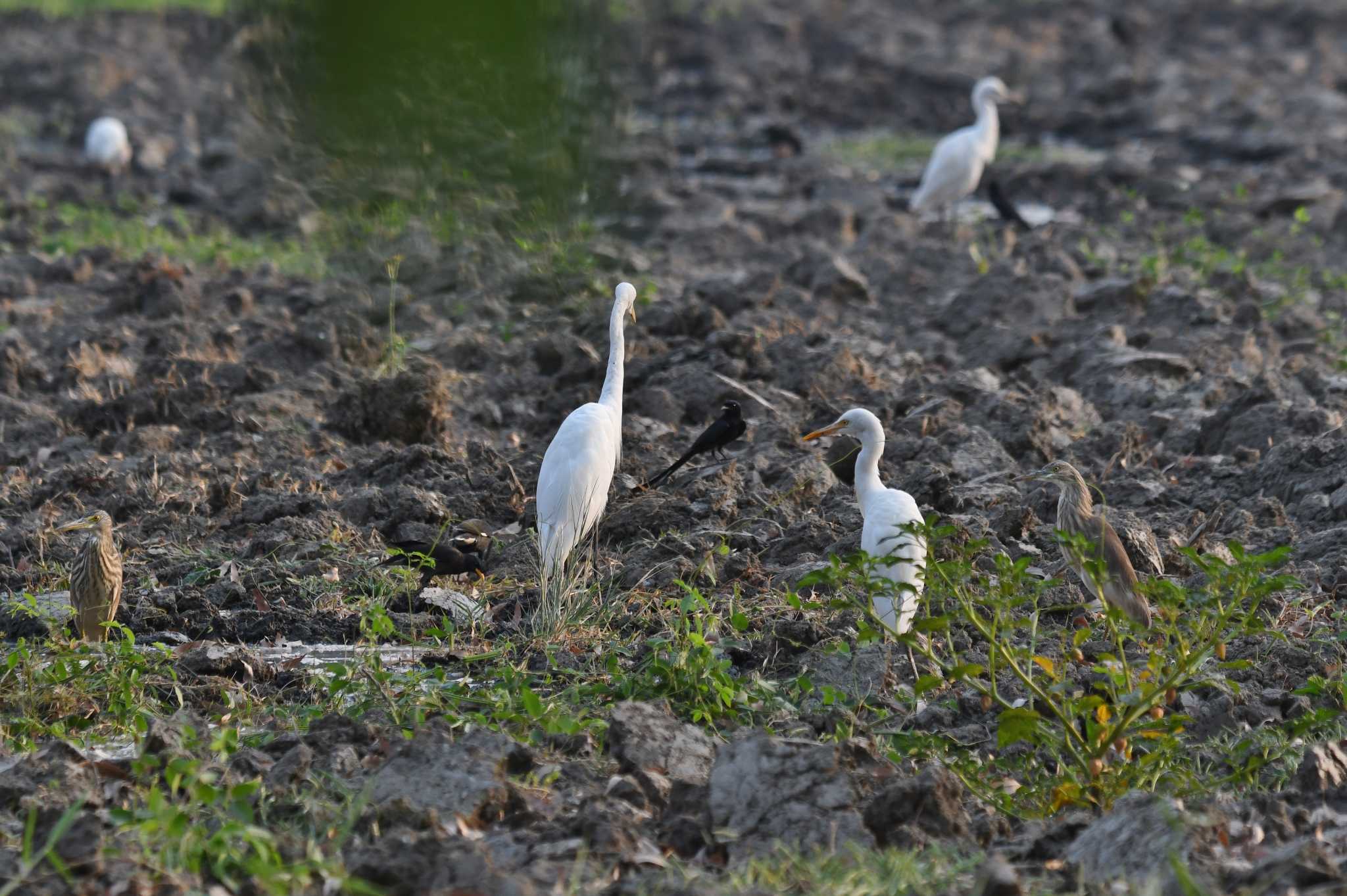 Eastern Cattle Egret