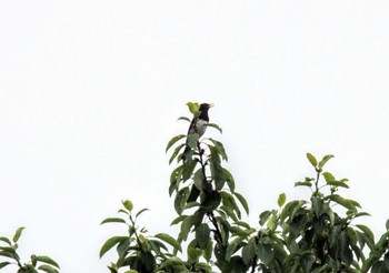 Japanese Thrush 音更川河川敷(十勝) Mon, 7/27/2020