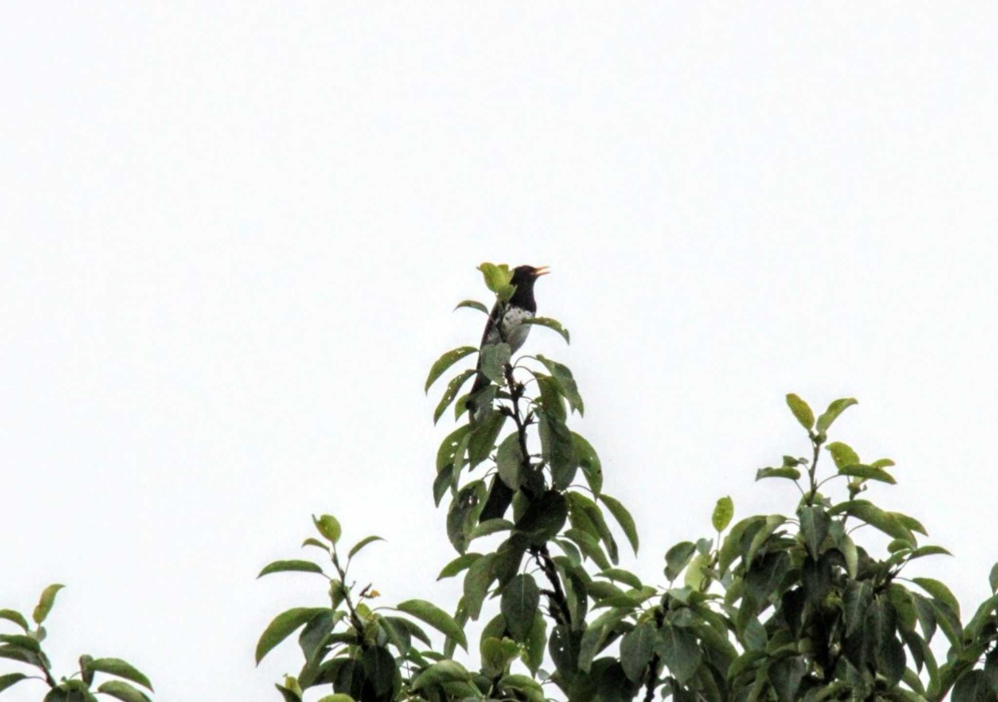 Japanese Thrush