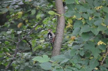 Great Spotted Woodpecker 音更川河川敷(十勝) Mon, 7/27/2020