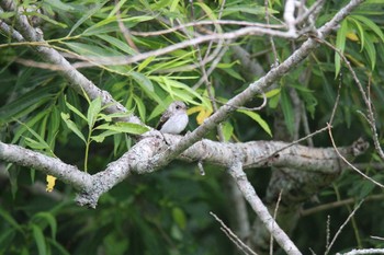 Asian Brown Flycatcher 音更川河川敷(十勝) Mon, 7/27/2020