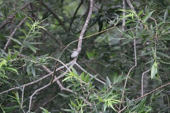 Asian Brown Flycatcher 音更川河川敷(十勝) Mon, 7/27/2020