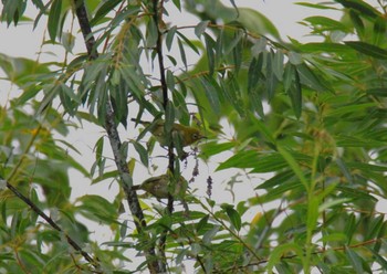 Warbling White-eye 音更川河川敷(十勝) Mon, 7/27/2020