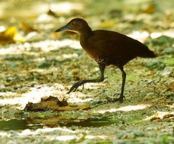 Slaty-legged Crake Ishigaki Island Sun, 7/26/2020