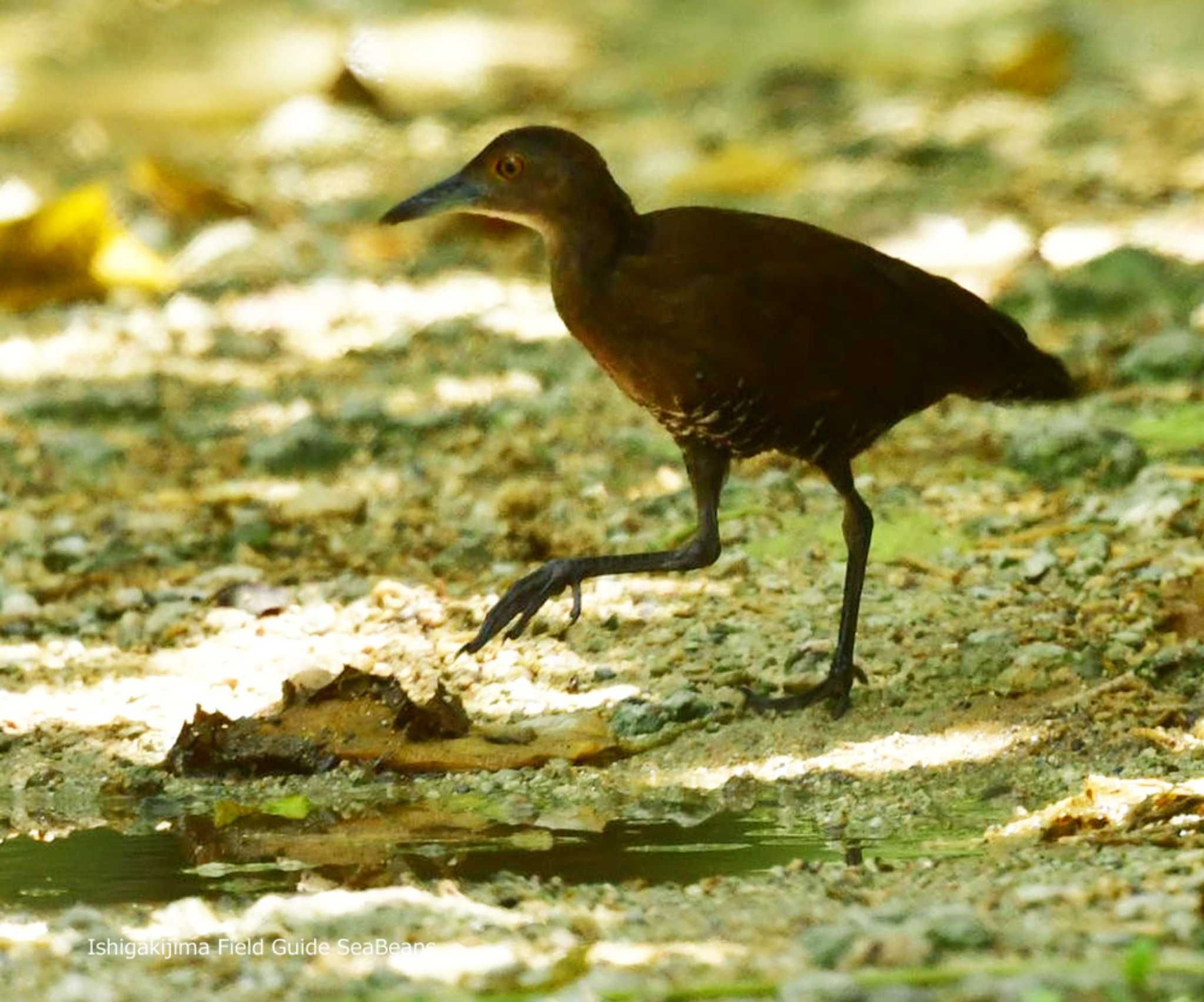 Photo of Slaty-legged Crake at Ishigaki Island by 石垣島バードウオッチングガイドSeaBeans