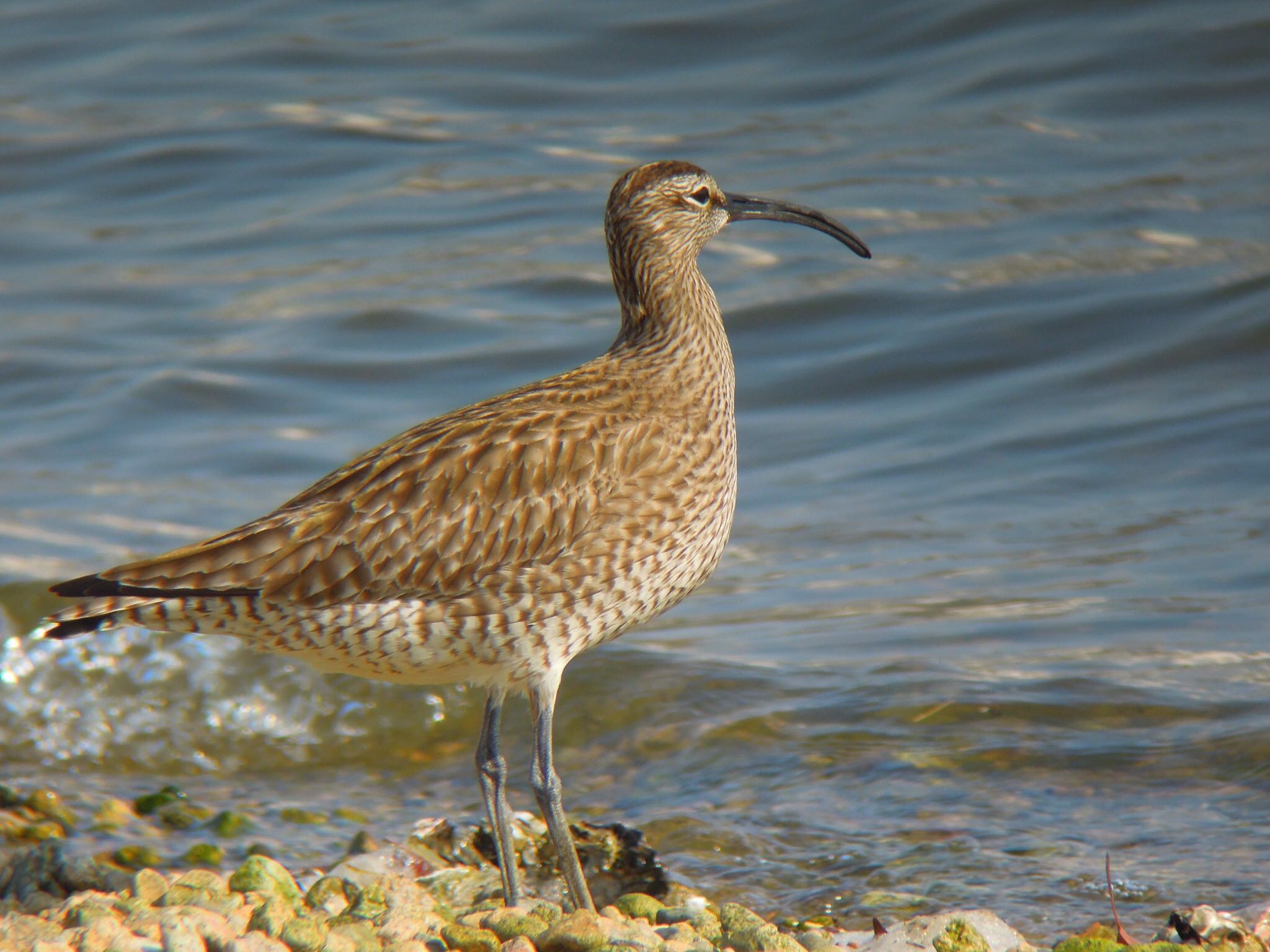 Photo of Eurasian Whimbrel at  by Hiroshi Hayashi