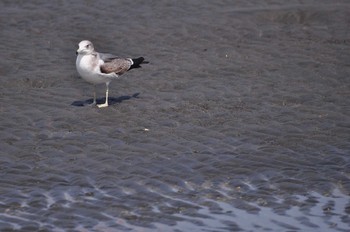 2020年3月22日(日) 葛西臨海公園の野鳥観察記録