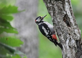 Great Spotted Woodpecker(japonicus)