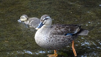 Eastern Spot-billed Duck Unknown Spots Tue, 7/28/2020