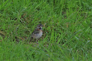 Chestnut-eared Bunting 高ボッチ高原(長野県塩尻市) Sun, 7/26/2020