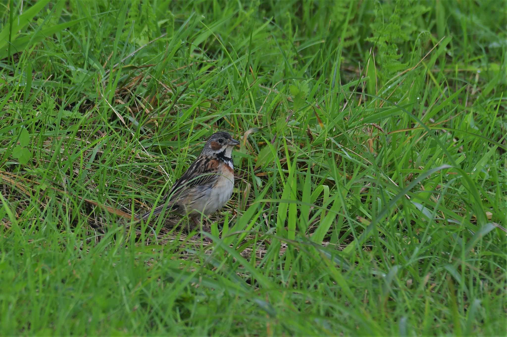 高ボッチ高原(長野県塩尻市) ホオアカの写真 by Semal