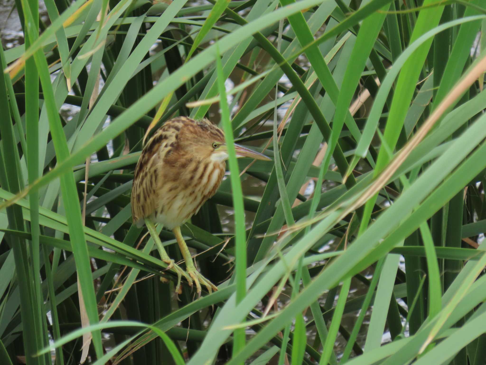 Yellow Bittern