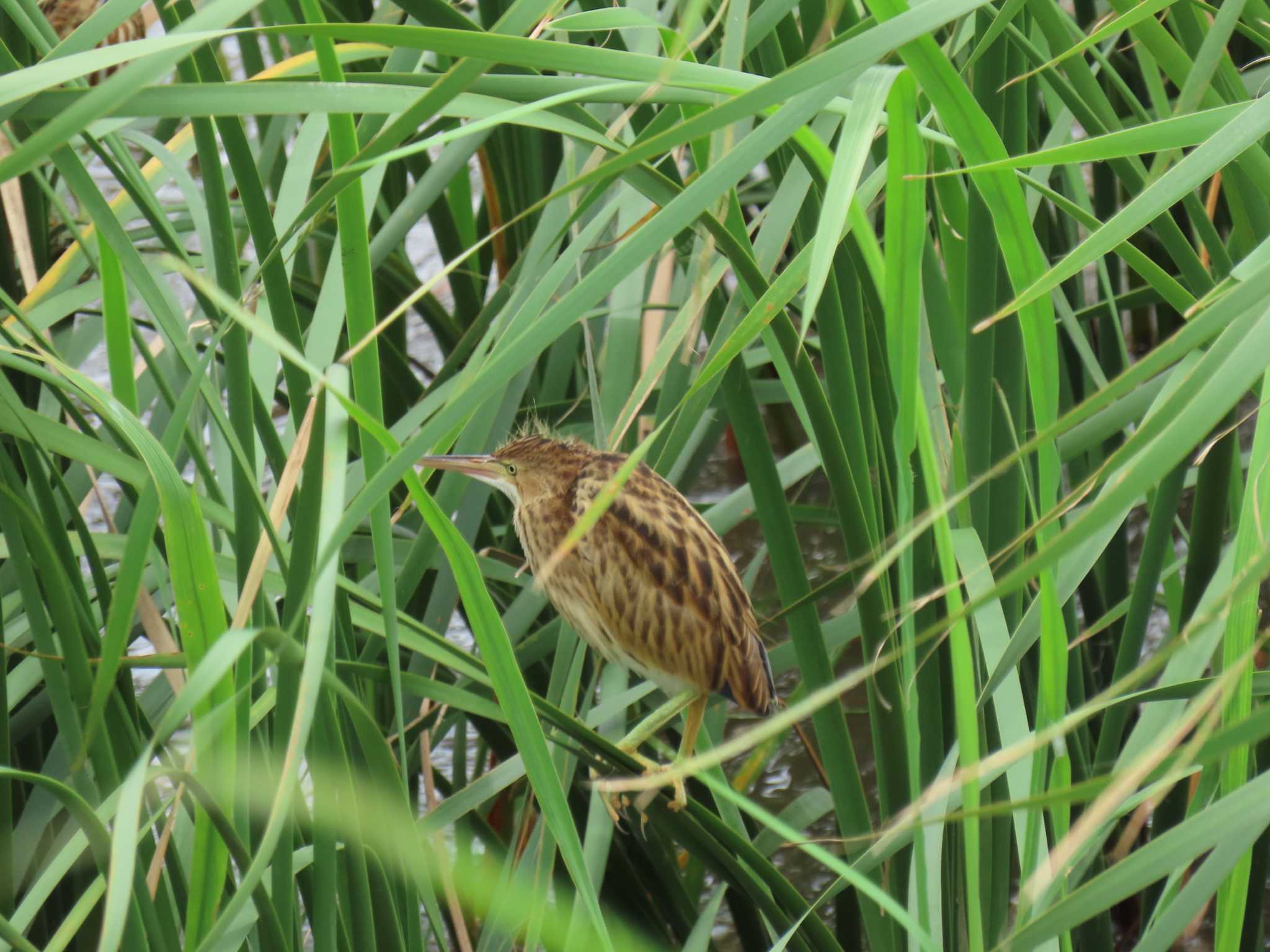 Yellow Bittern